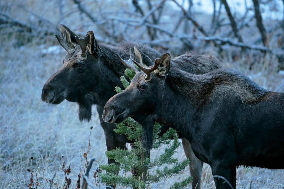 Yellowstone Wildlife (4)