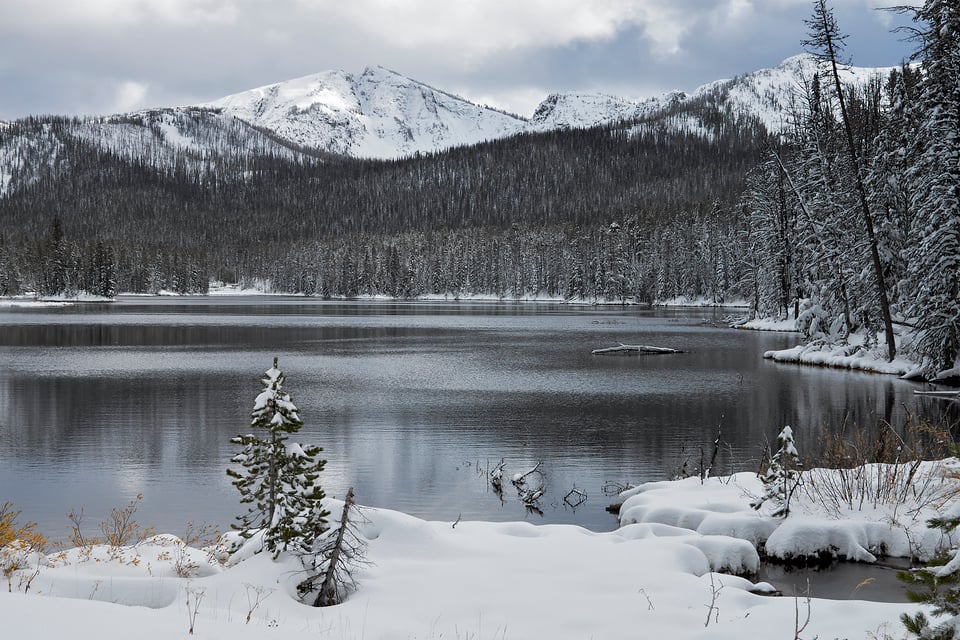 Yellowstone Wildlife (7)