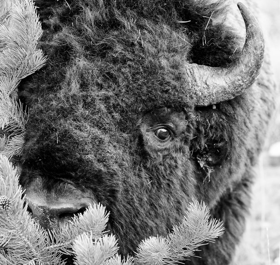 Yellowstone Wildlife (9)