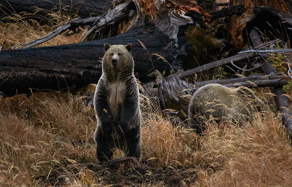 Grizzly Bear on Back Feet