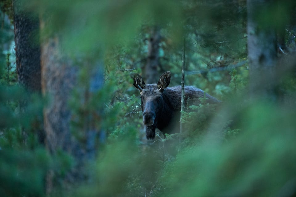 Canon EF 200-400mm f4L IS USM Extender 1.4x Sample Image (16)