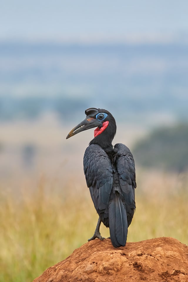 Canon EF 200-400mm f4L IS USM Extender 1.4x Sample Image (29)