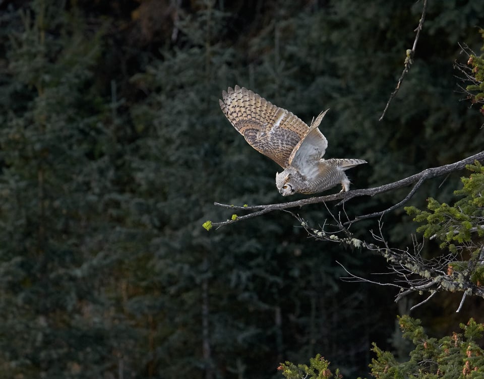 Canon EF 200-400mm f4L IS USM Extender 1.4x Sample Image (8)