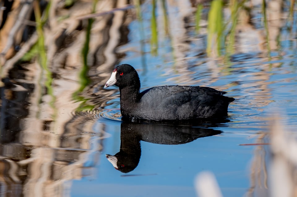 Fuji 100-400 Lens Review_American Coot