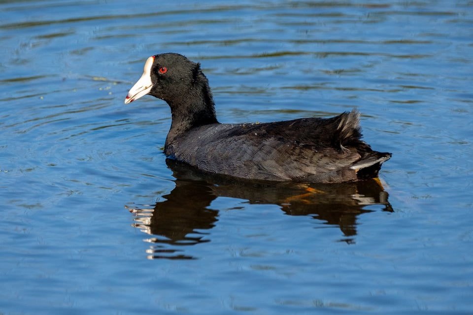 Fuji 100-400 Lens Review_American Coot2