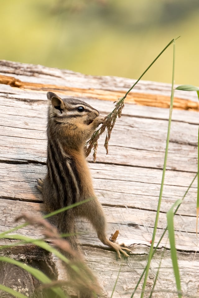 Fuji 100-400 Lens Review_Chipmunk