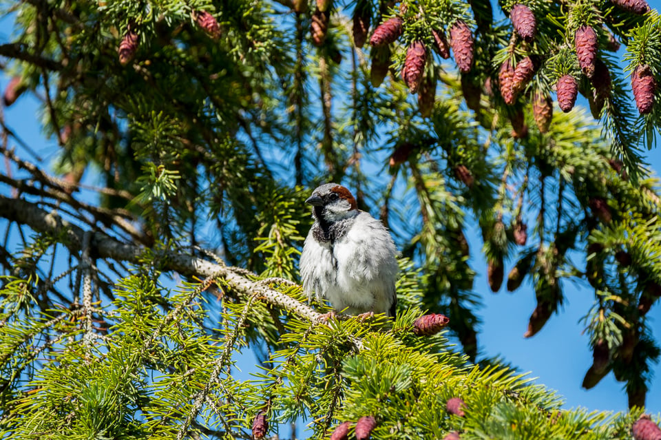 Fuji 100-400 Lens Review_House Sparrow