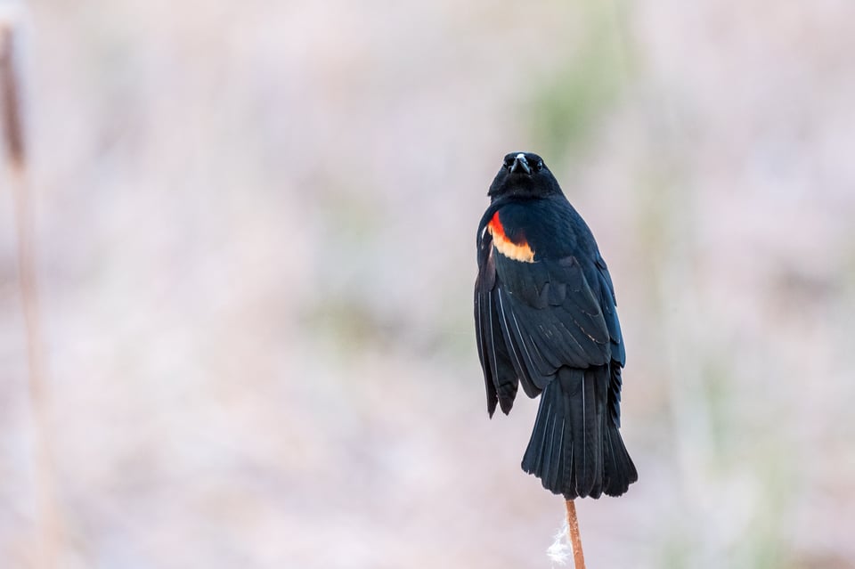 Fuji 100-400 Lens Review_Redwinged Blackbird2