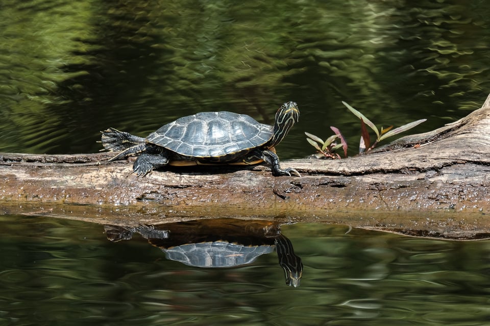 Fuji 100-400 Lens Review_Turtle