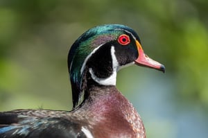 Fuji 100-400 Lens Review_Wood Duck