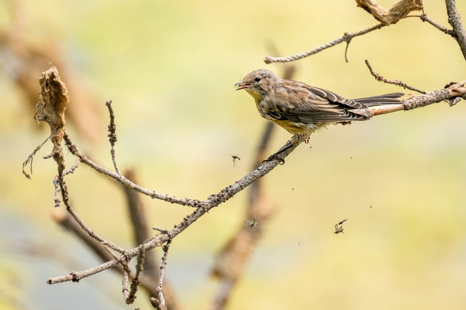 Fuji 100-400 Lens Review_Yellow Rumped Warbler