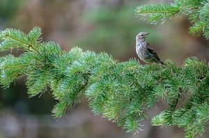 Fuji 100-400 Lens Review_Yellow Rumped Warbler2