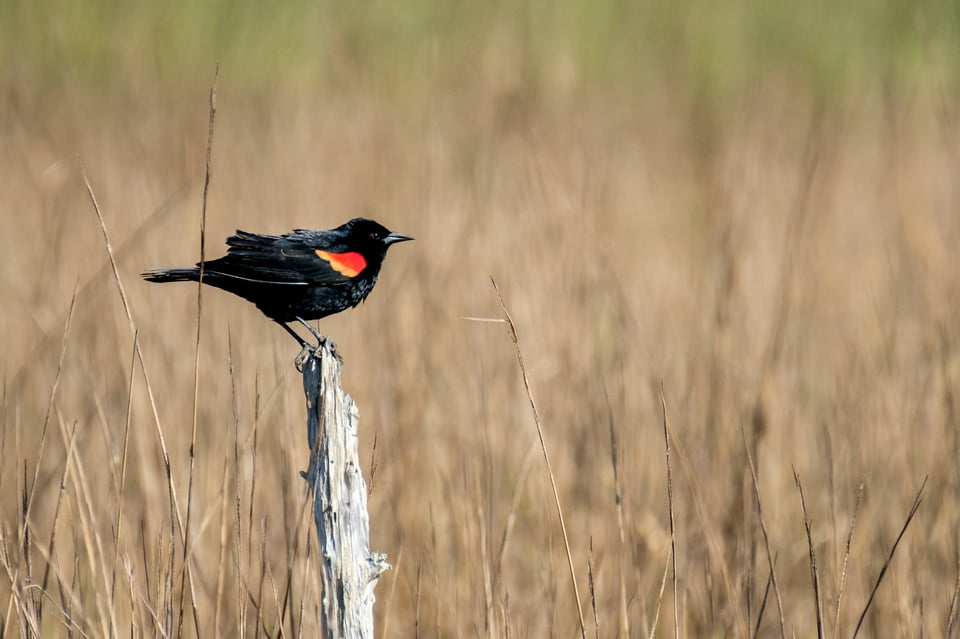 Fuji 100-400 Lens Review_redwinged blackbird