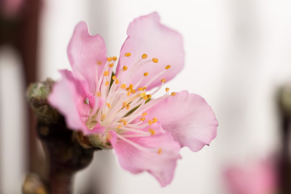 Genaray Escort LED Light Kit macro flower photography