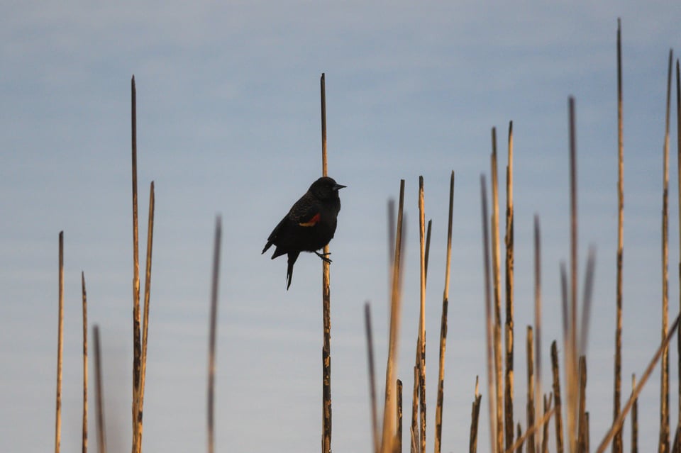 Bird Wildlife Photo