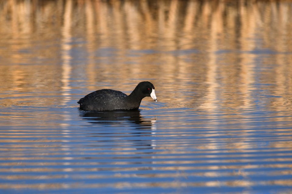 Dawn Wildlife Photo