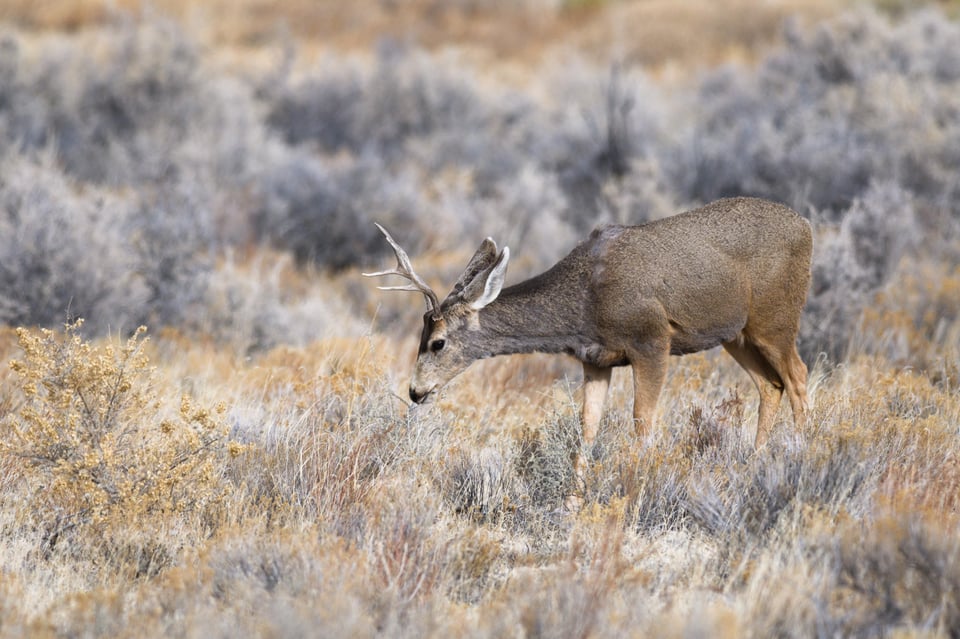 Deer Wildlife Picture