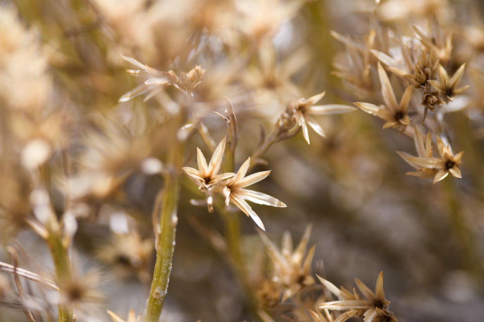 Flower Macro D7500