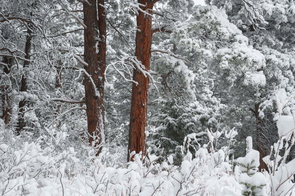 Nonmoving forest landscape