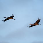 Sandhill Cranes D7500