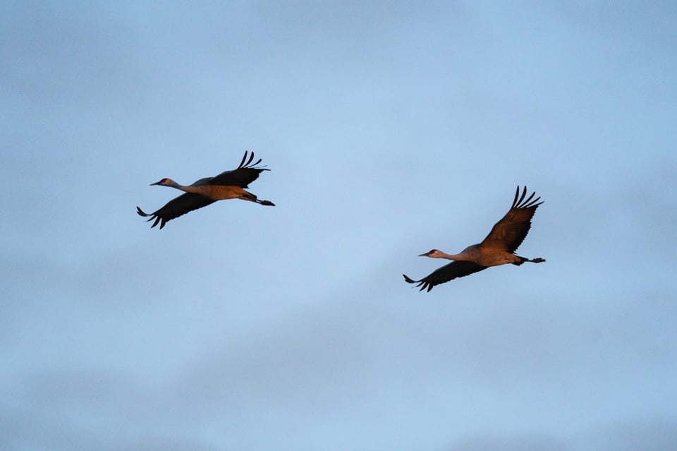 Sandhill Cranes D7500