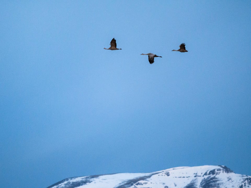 Sandhill Cranes Nikon D7500