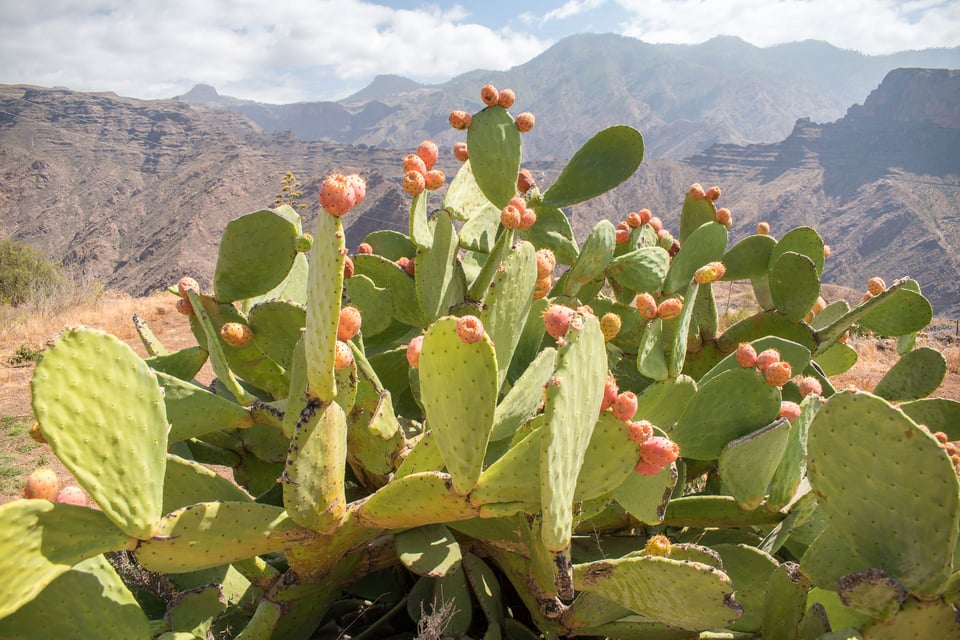 04Tamadaba_Gran-Canaria-4