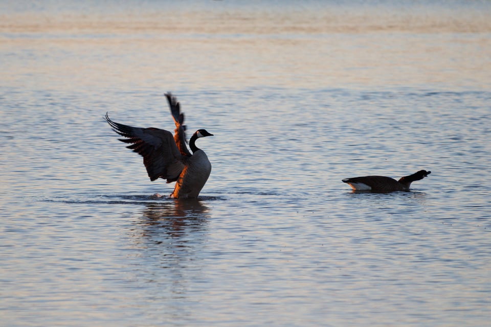 80D Sample Photo of Goose at Sunrise