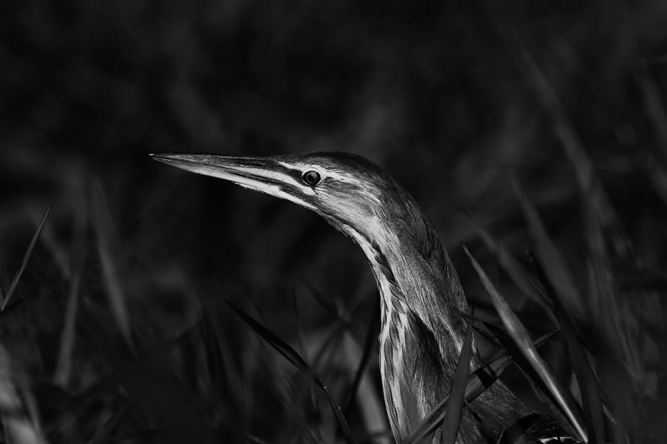 American-Bittern-Portrait-Nikon-D500-Nikon-300mm-F4