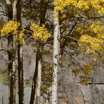 Aspen Trees in Sunlight