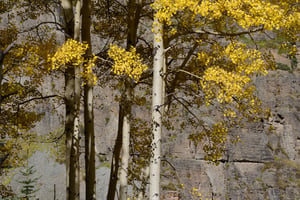 Aspen Trees in Sunlight