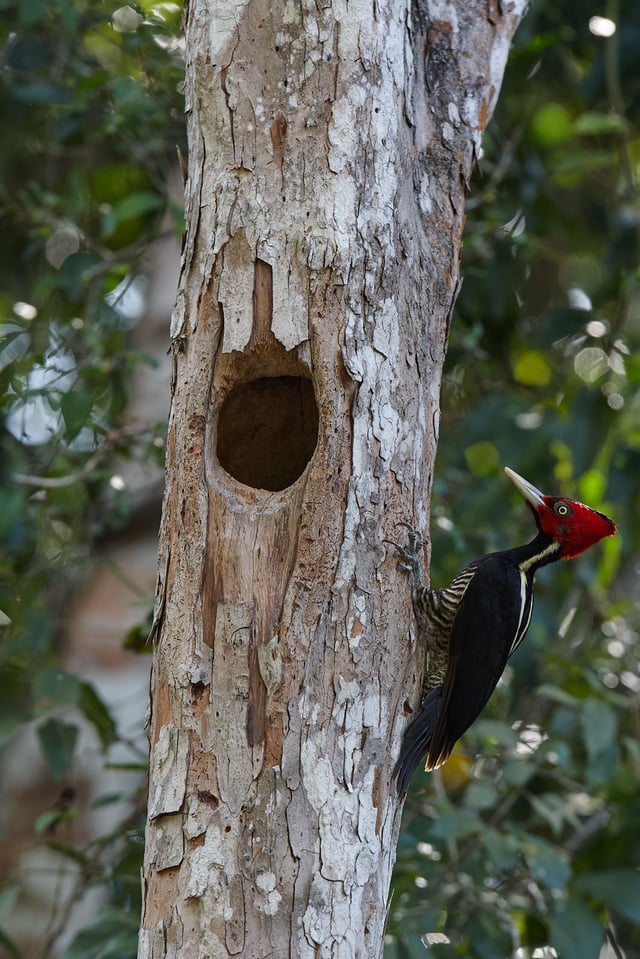 Canon EF 300mm f2.8L IS USM Image Sample (12)