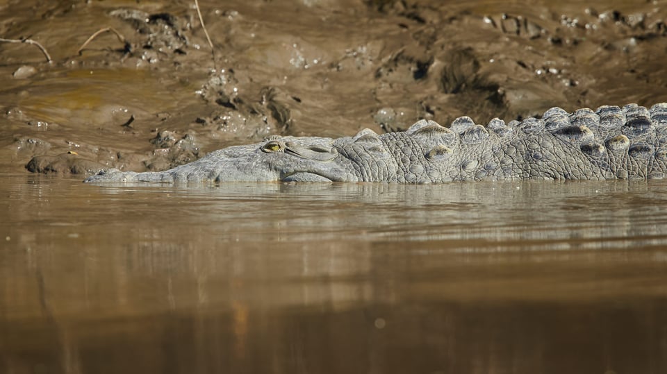 Canon EF 300mm f2.8L IS USM Image Sample (14)