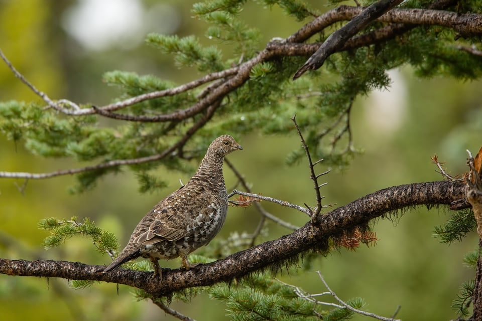 Canon EF 300mm f2.8L IS USM Image Sample (22)