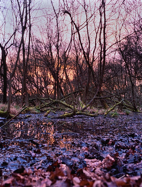 Forest-Fire-Nikon-F4-Nikon-50mm-F1.4G