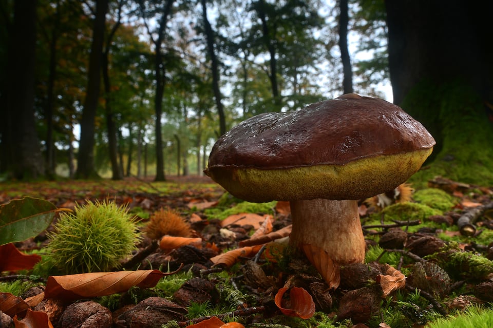 Monster-Mushroom-Nikon-D500-Sigma-18-35mm-f1.8-