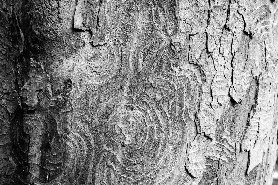 Tree Texture