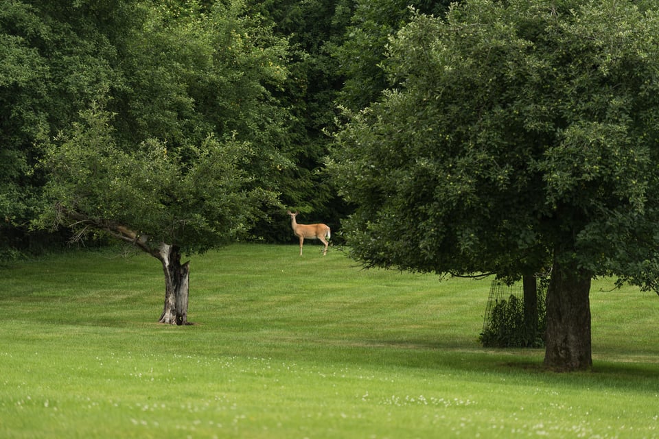 Lone deer in woods