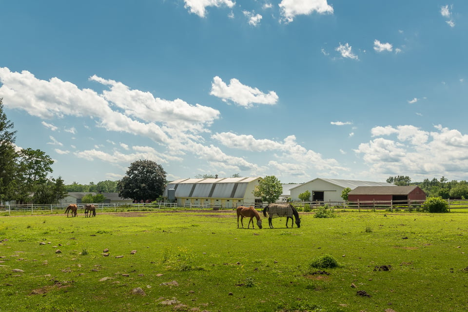Horses on a pasture