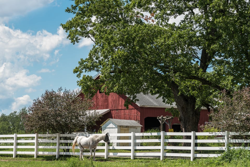 Horse near white fence