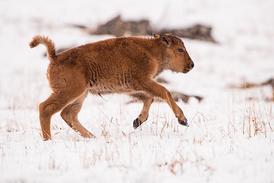 01-Bison Calf on Snow