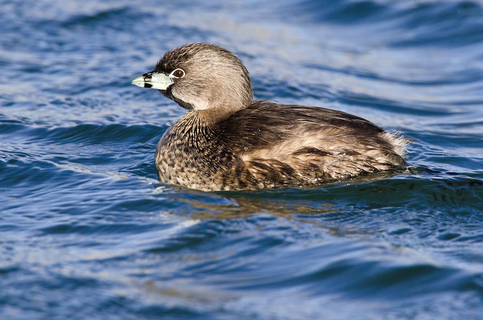 03-Pied-billed Grebe