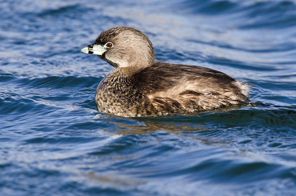 03-Pied-billed Grebe