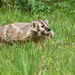 06-Badger with Breakfast