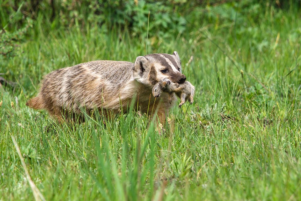 06-Badger with Breakfast