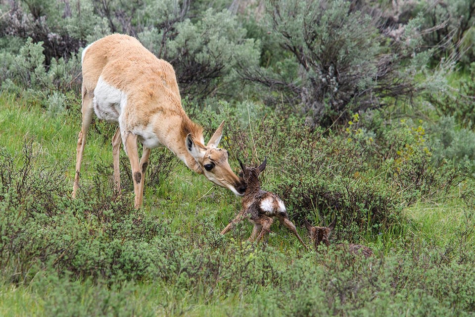 Pronghorn twins born in Yellowstone National Park