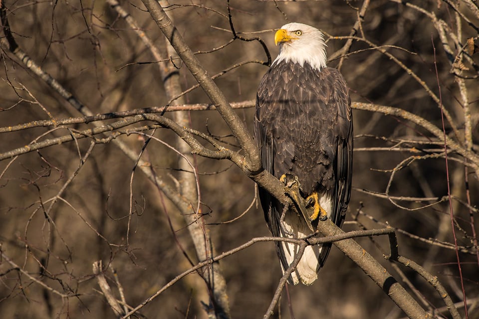 09-Bald Eagle Branches