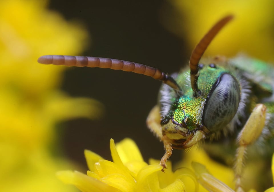 Bee Portrait