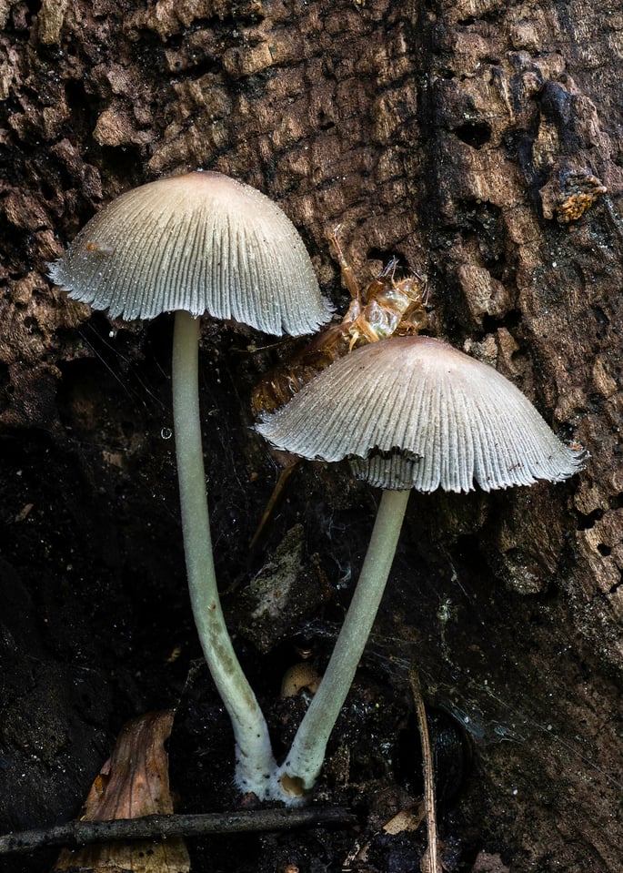 1-Mushrooms