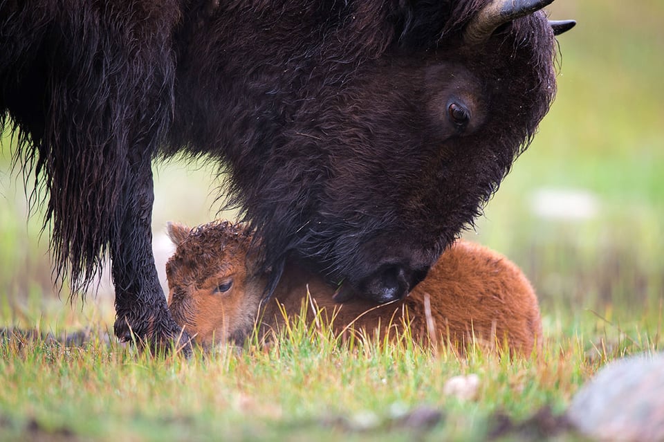 10-Bison lick calf